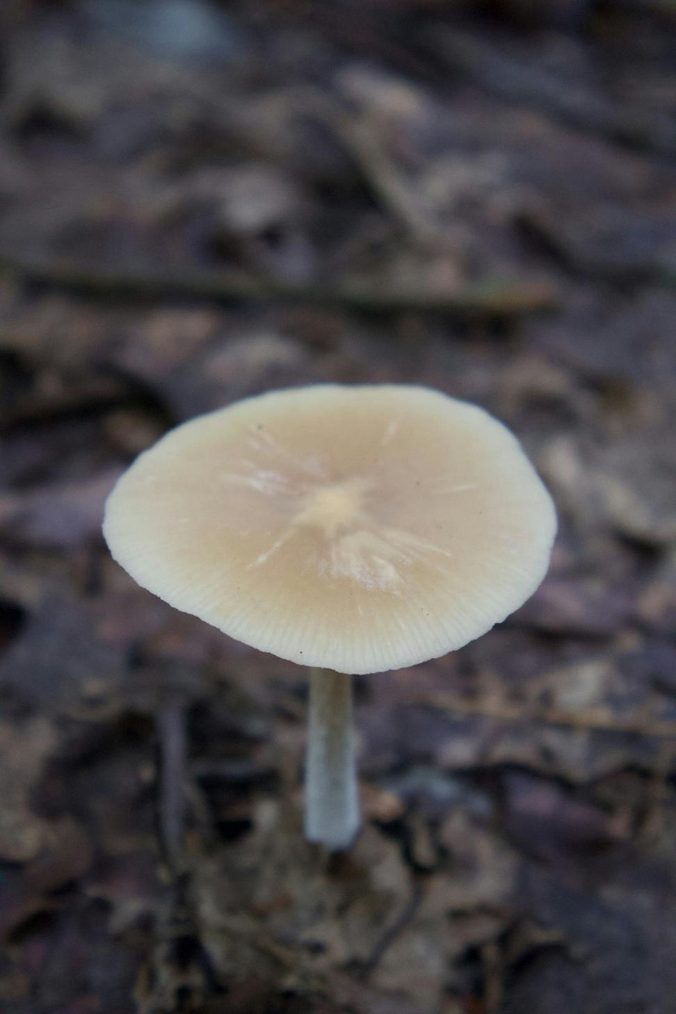 Mushroom risotto